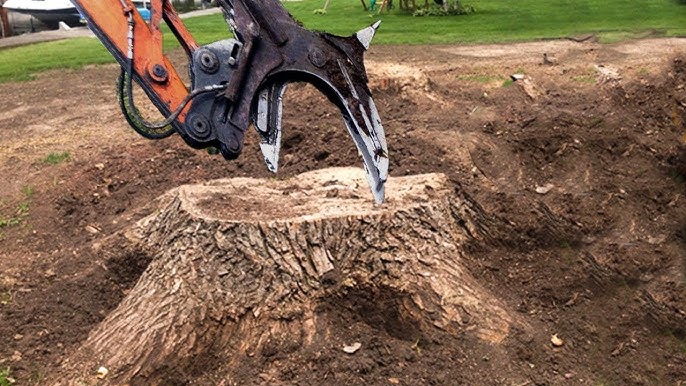 tree stump removal