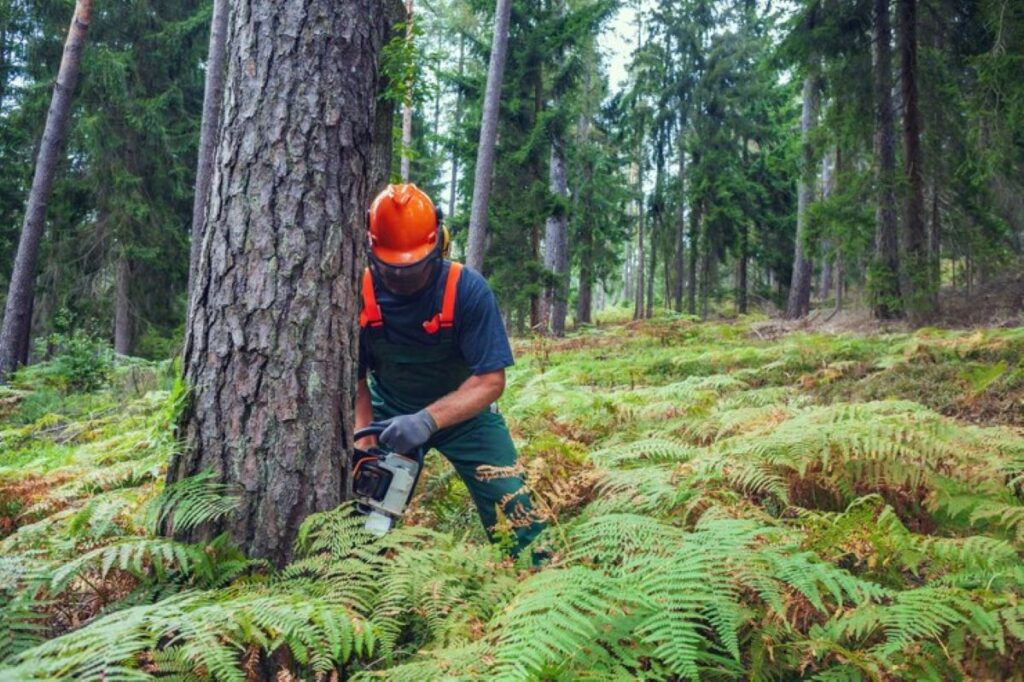 tree removal cost