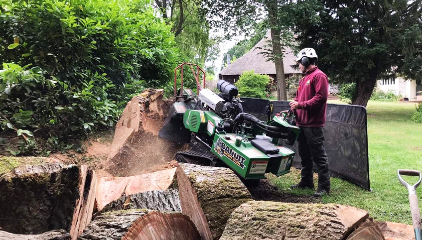 tree stump removal